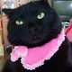 Image for article titled Japan's Hello Kitty Cat Humiliation System